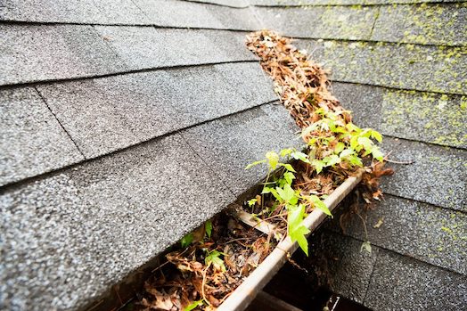 gutter full of fallen leaves - How to Maintain Your Gutters This Fall