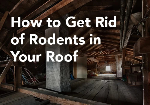How to Get Rid of Rodents in Your Roof